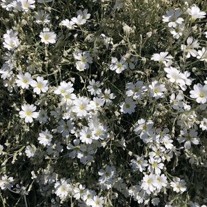 Meet your Posher, Sophie